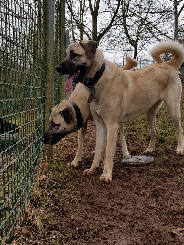 Tierschutzverein Mechernich Hunde