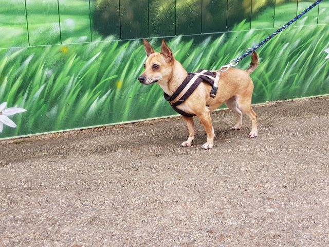 Tierschutzverein Mechernich Lilly