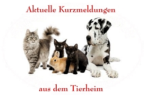 kurzinfo tierheim