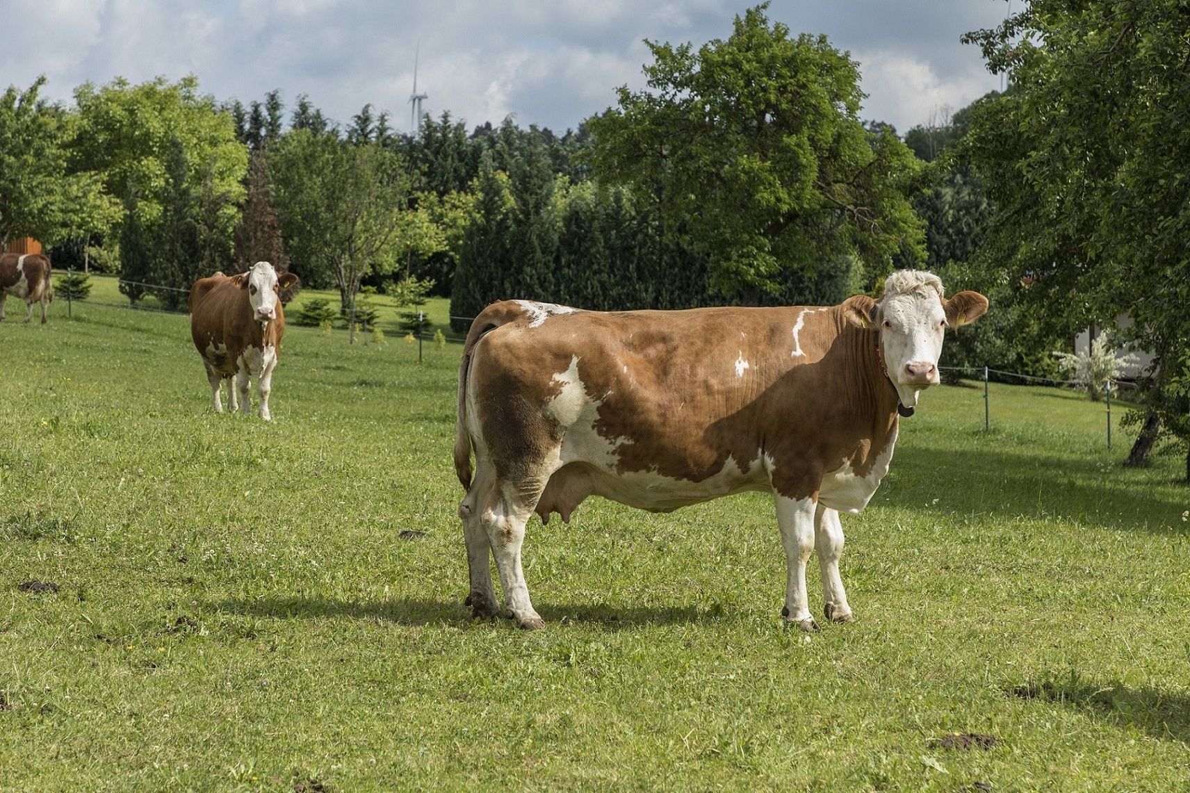 Milchkühe Tierschutzlabel