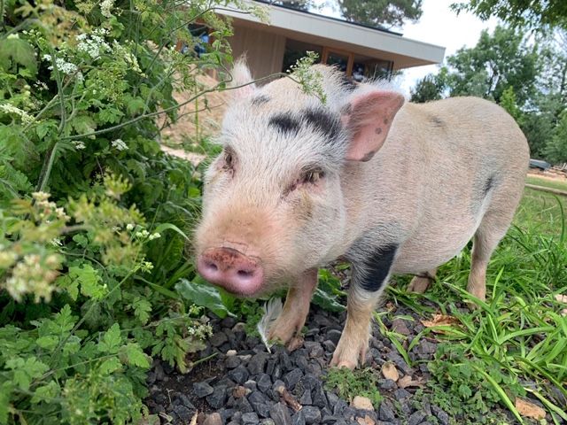 Schweinchen.Baby.jetzt.RosaEU