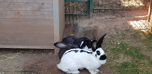 Kaninchen Kuschelstunde