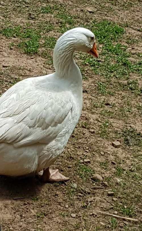 Gänse in der Sonne 2