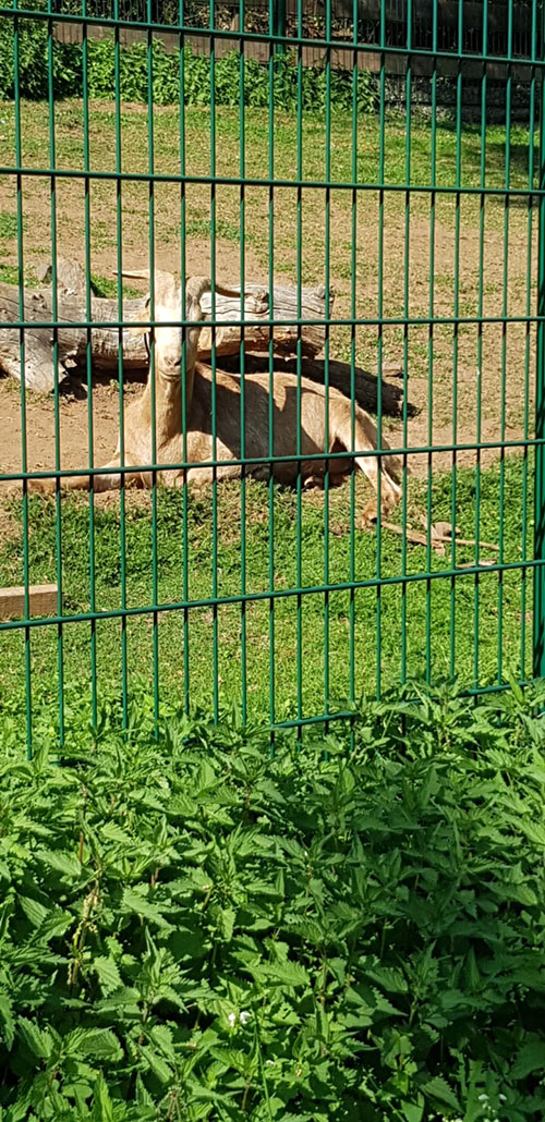 Jerry genießt die Sonne