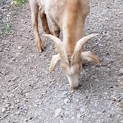 Ziegen auf dem Weg zum Stall