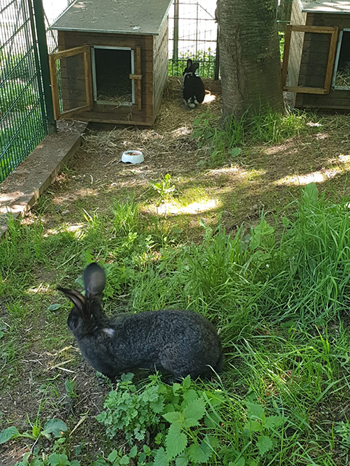 Kaninchen im Außengehege