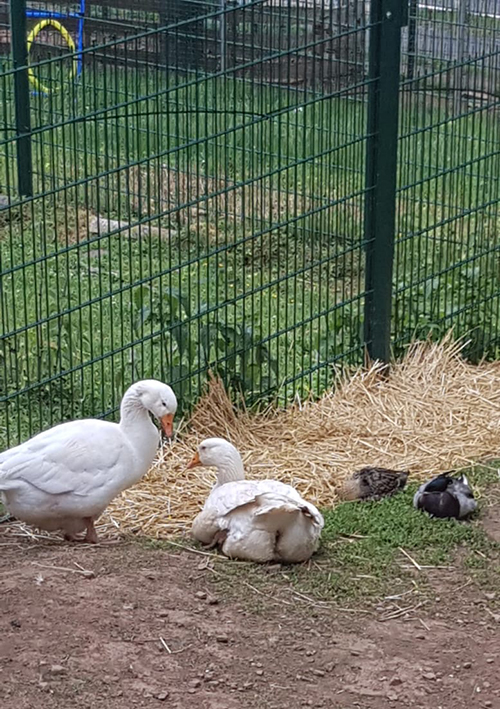 Gänse und Wildenten