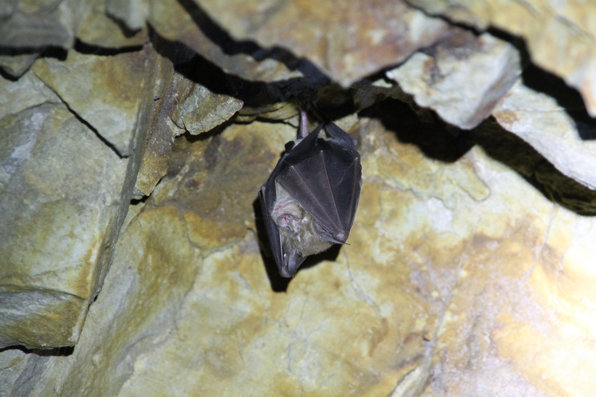 Schlafende Fledermaus