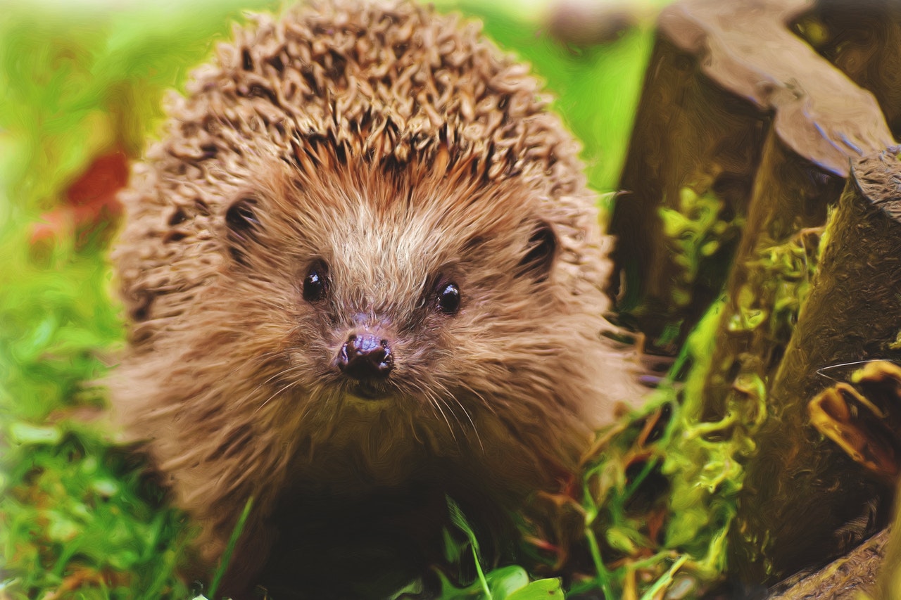 pexels.com / Neugieriger Igel Igel Nahaufnahme