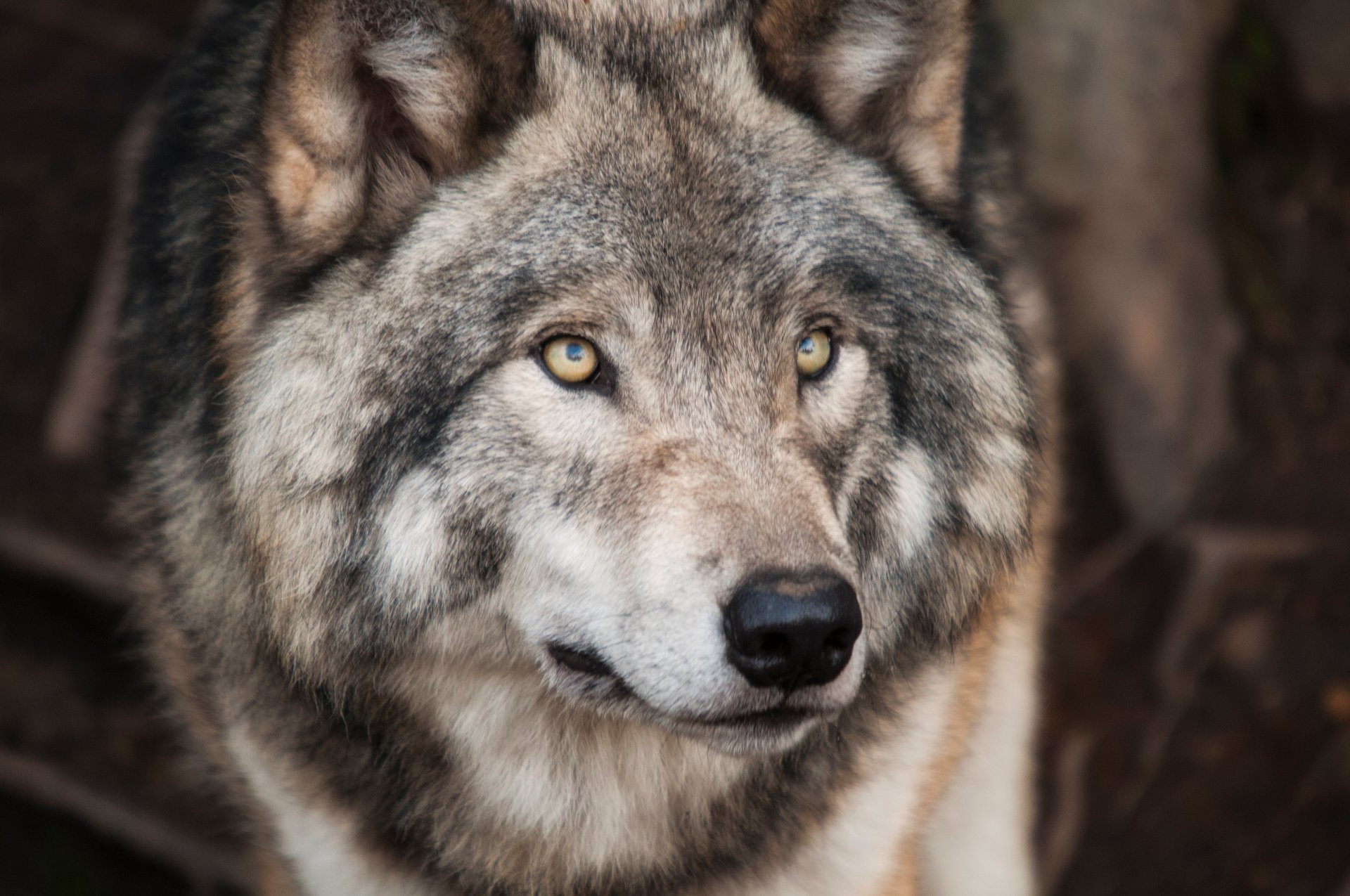 Europäischer Grauwolf