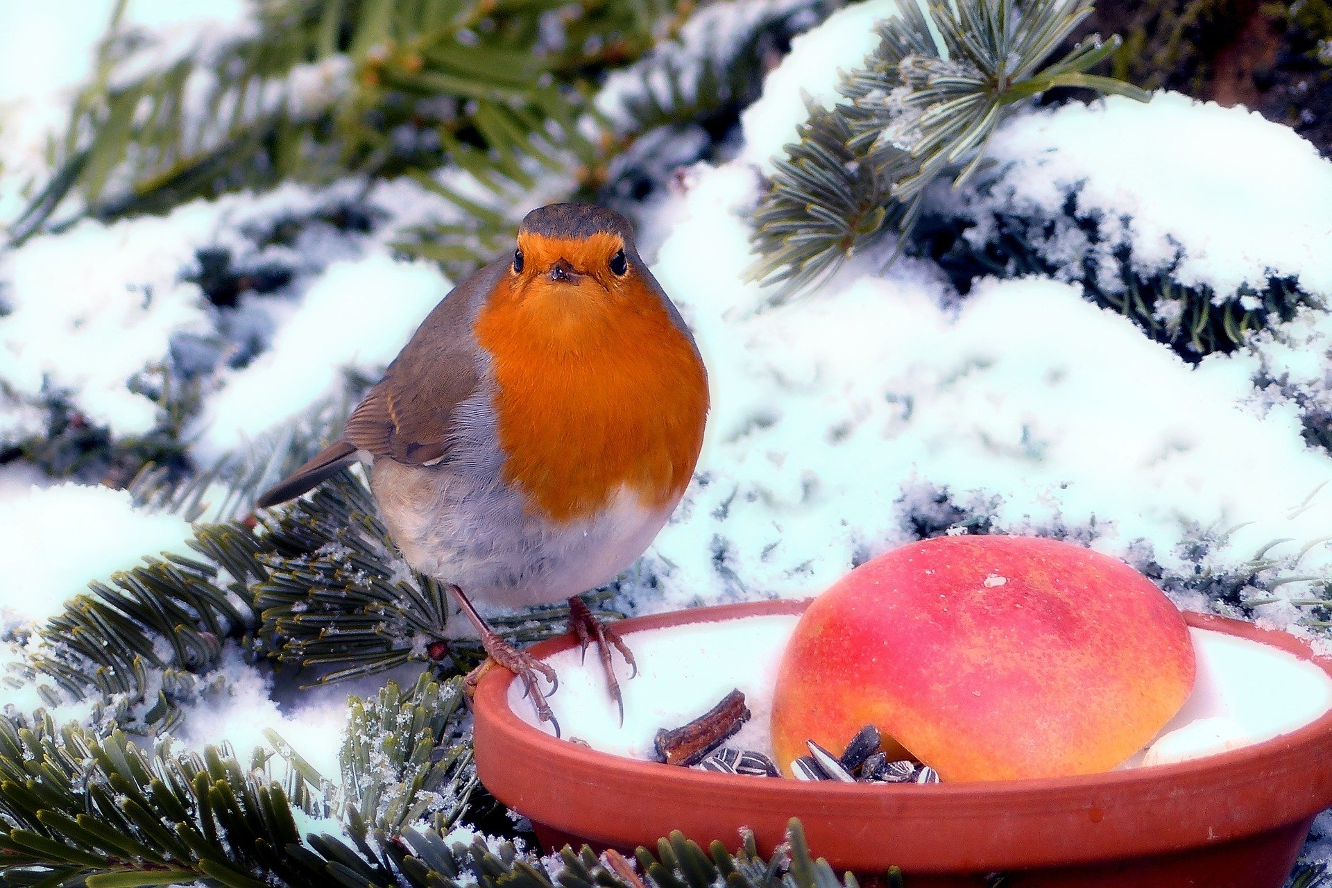 Winterfütterung