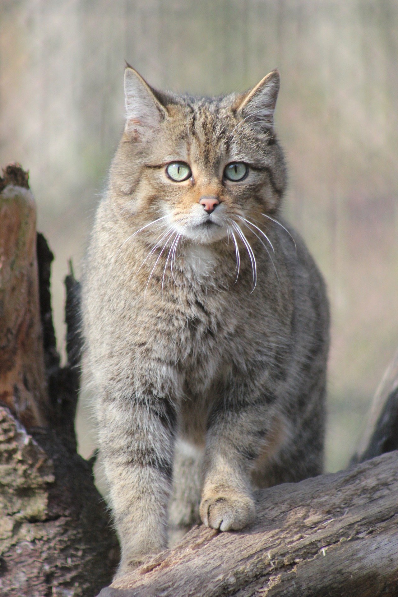 Europäische Wildkatze