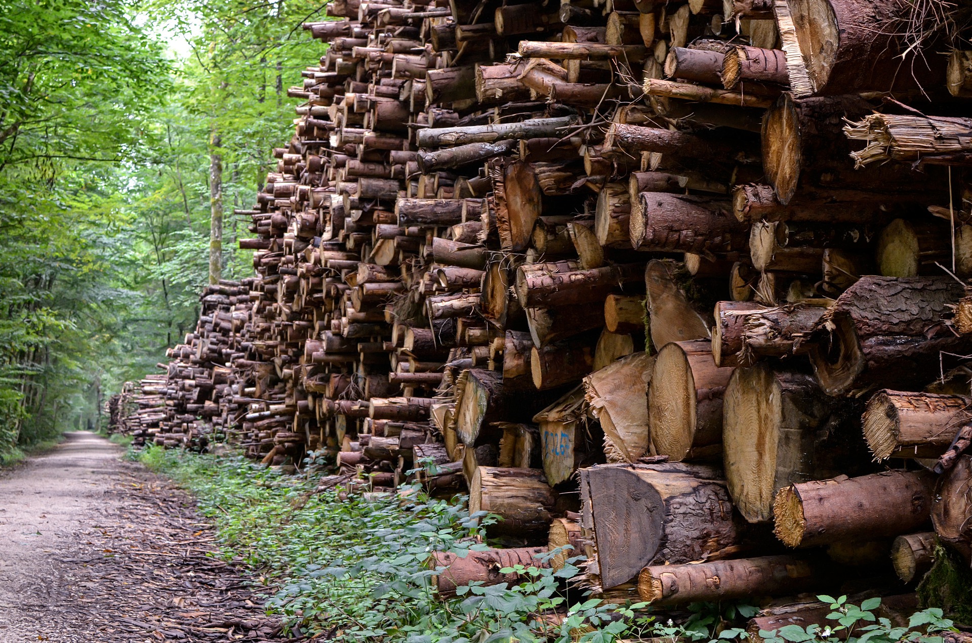 Holzpolter