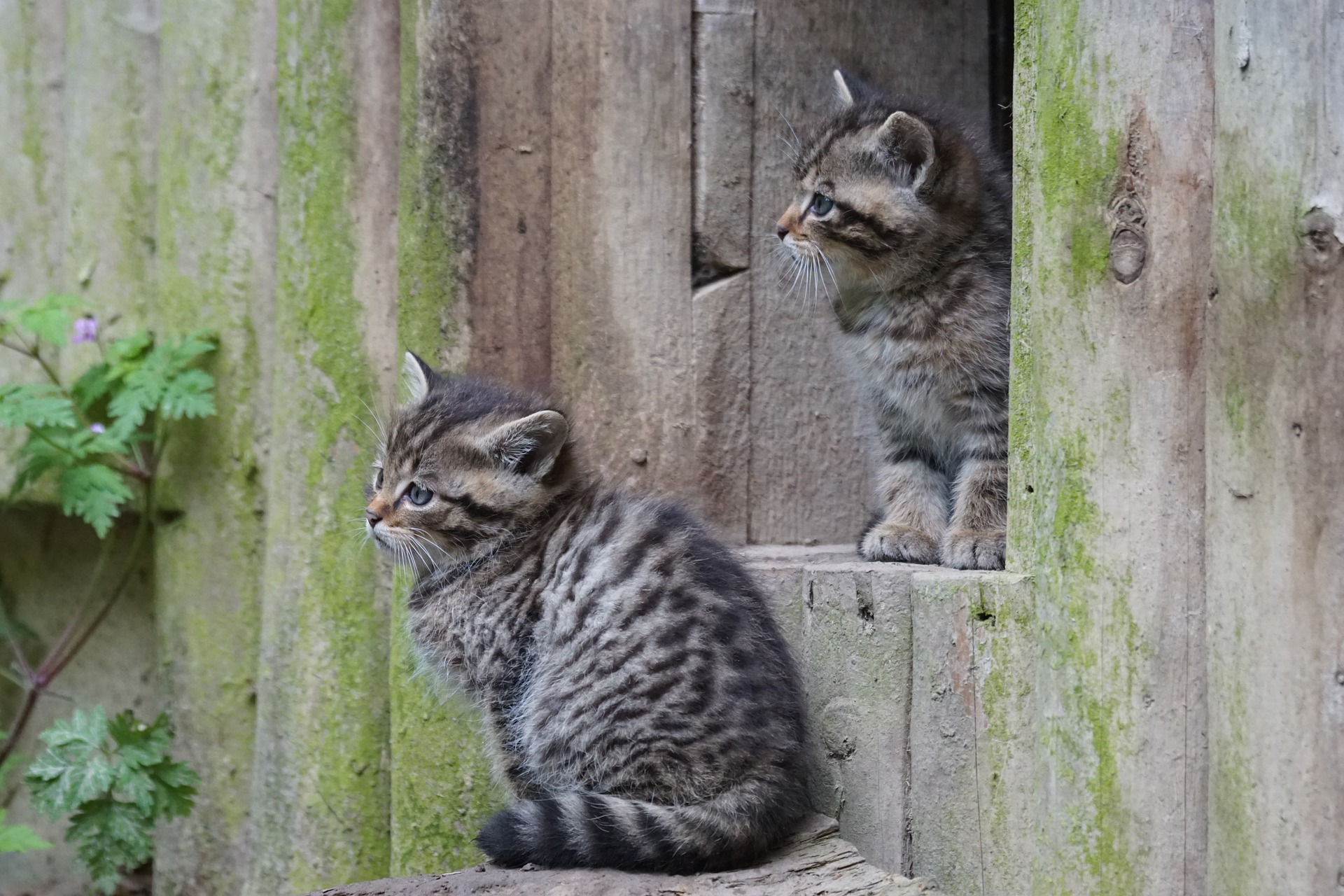 Wildkatzen Jungtiere