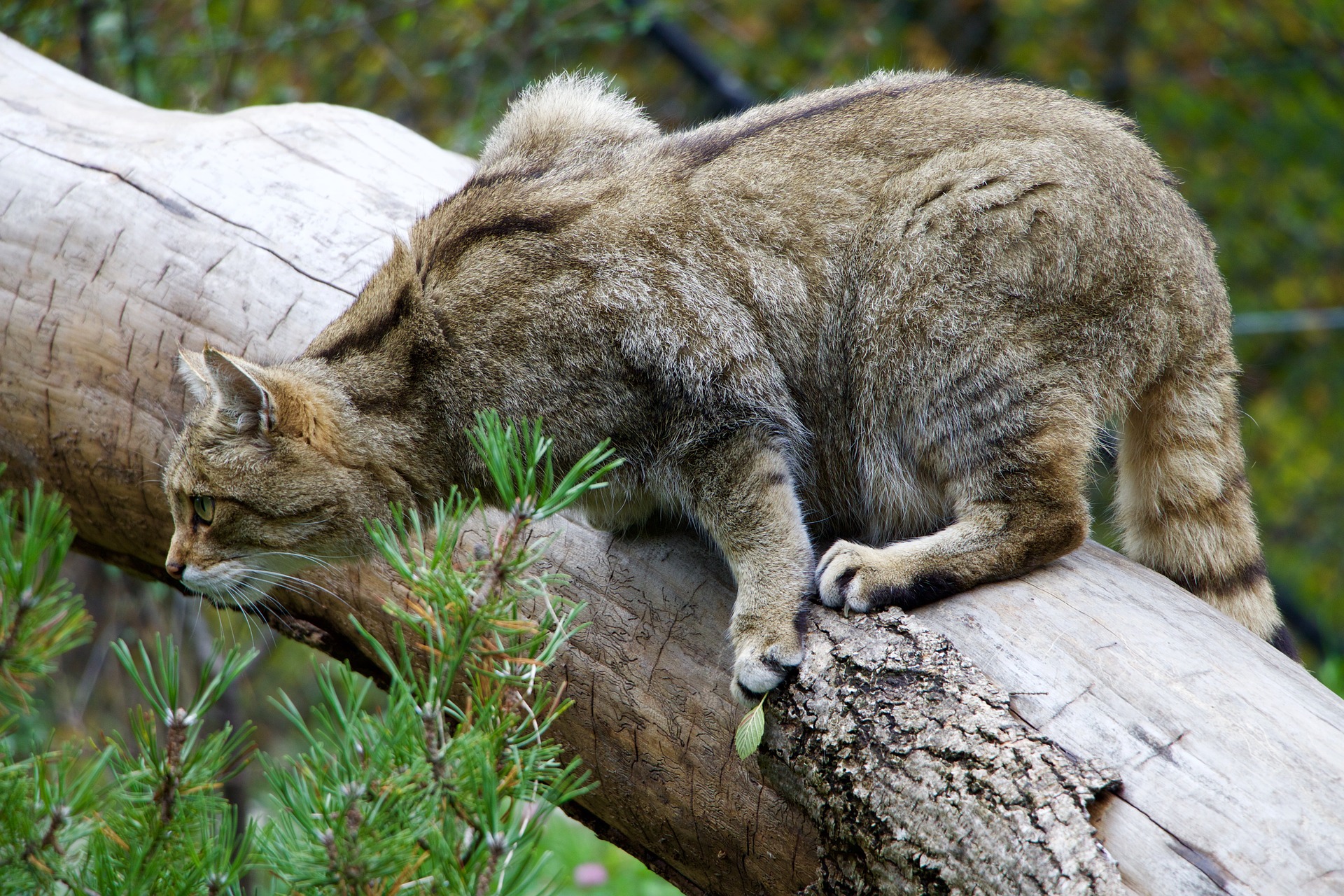 Europäische Wildkatze