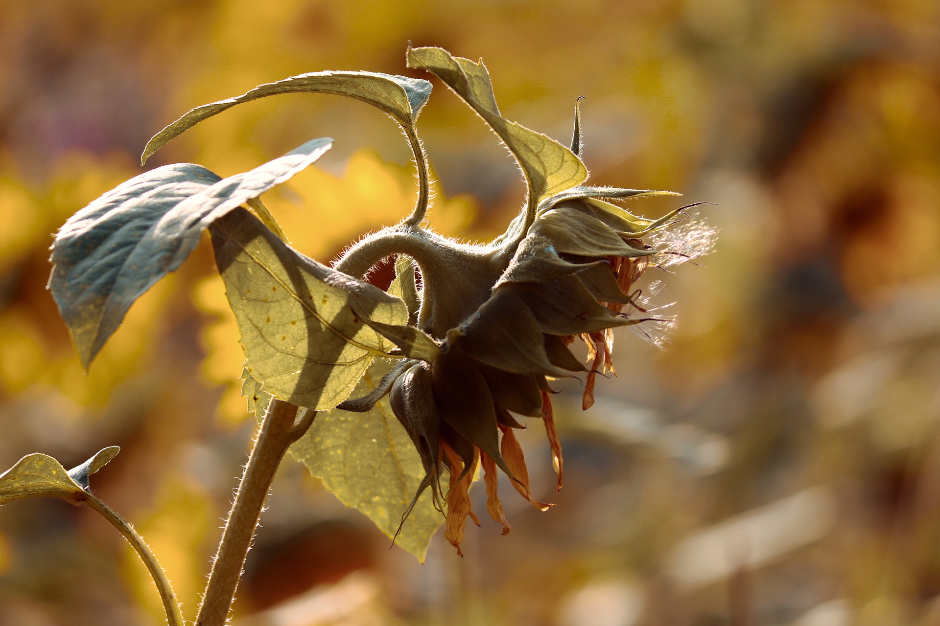 Verblühte Sonnenblume: ein Leckerbissen