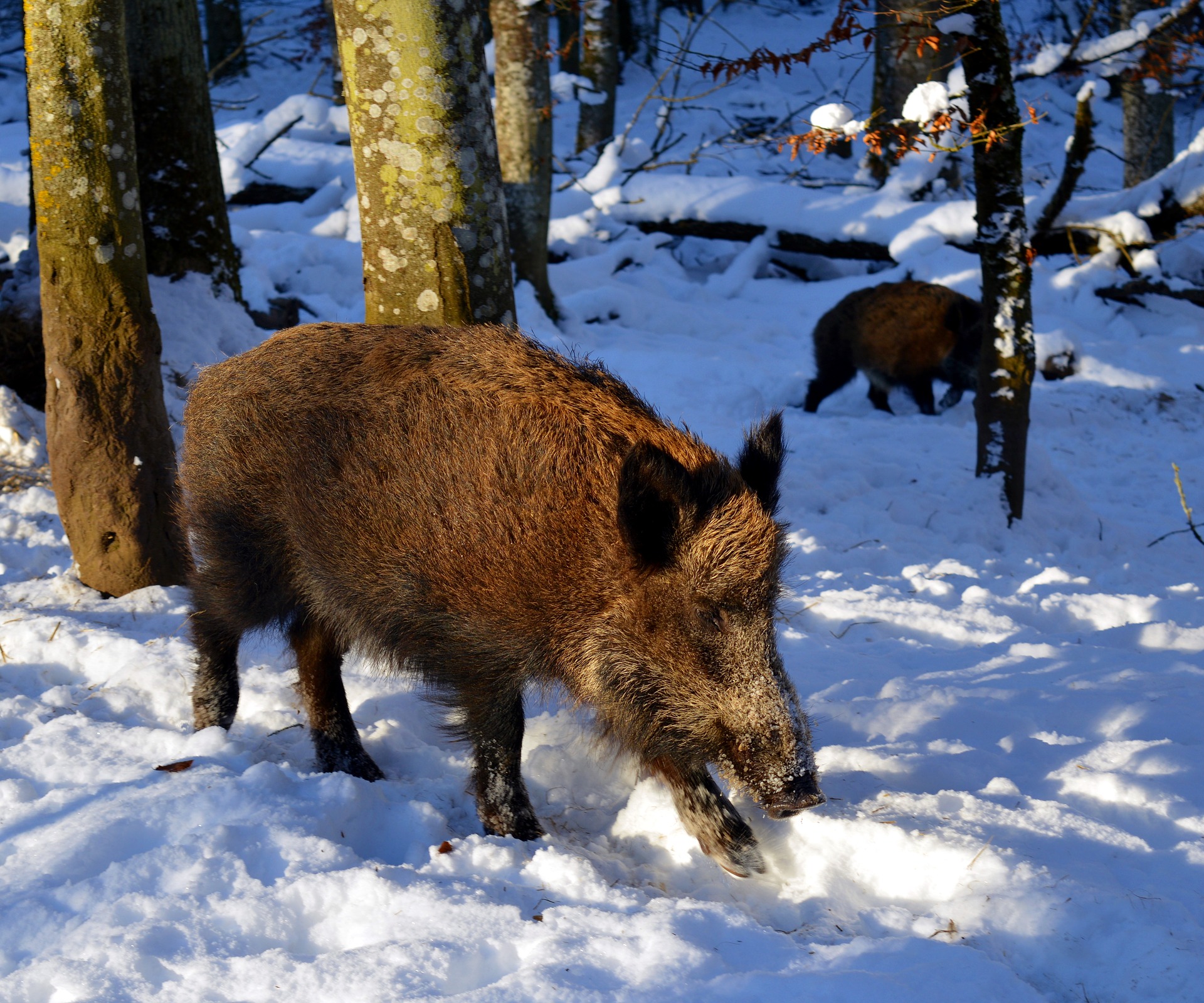 Wildschweine im Schnee