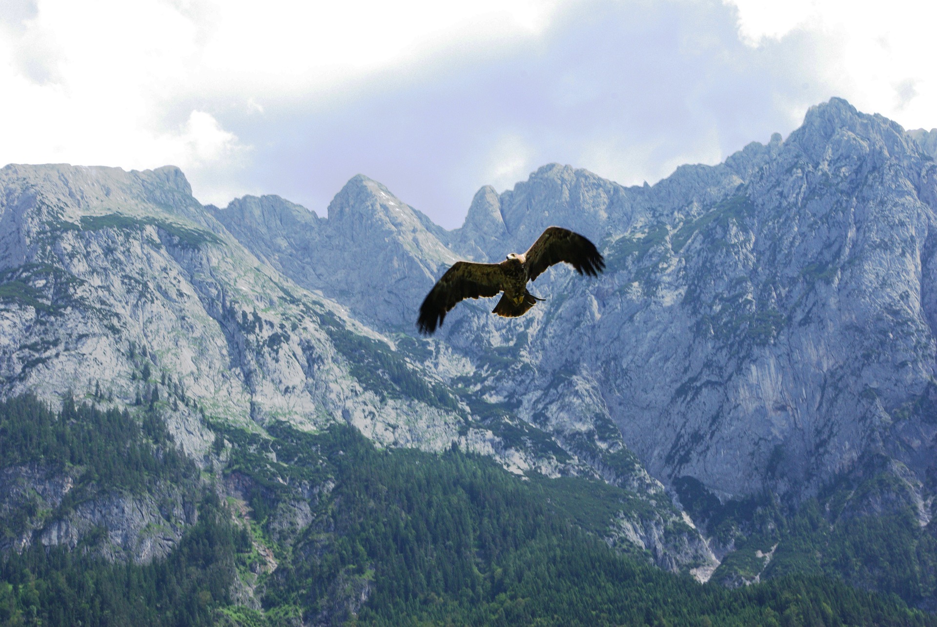 Steinadler im Gebirge