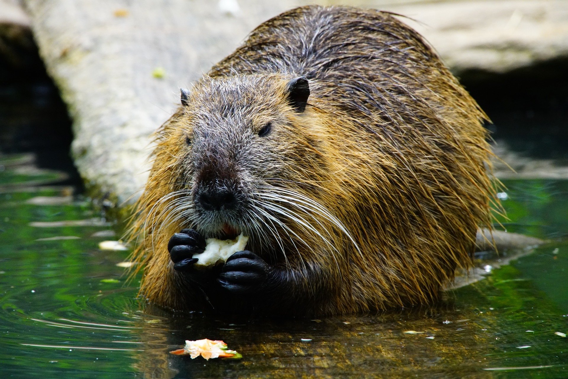 fressendes Nutria