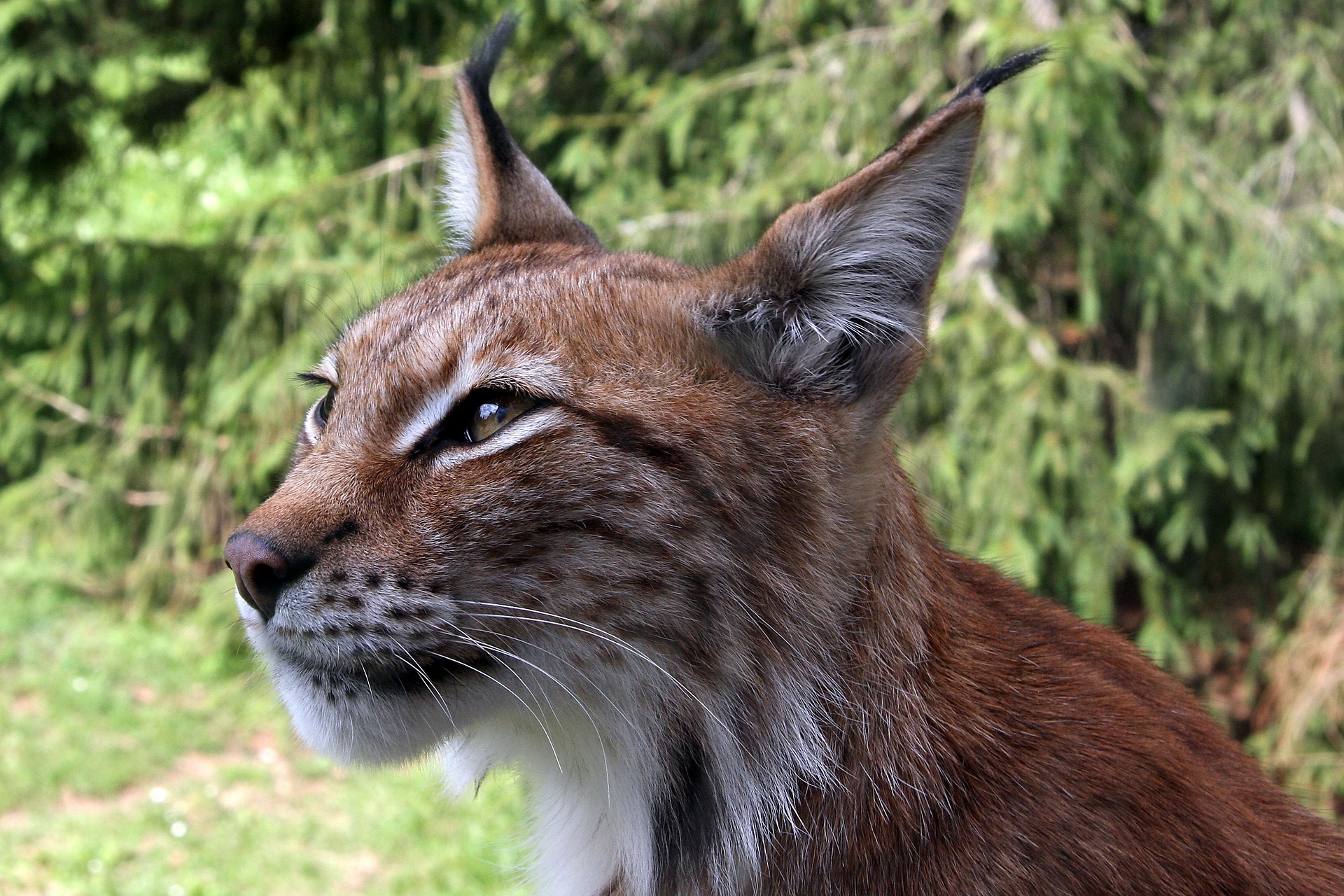 Luchs Nahaufnahme
