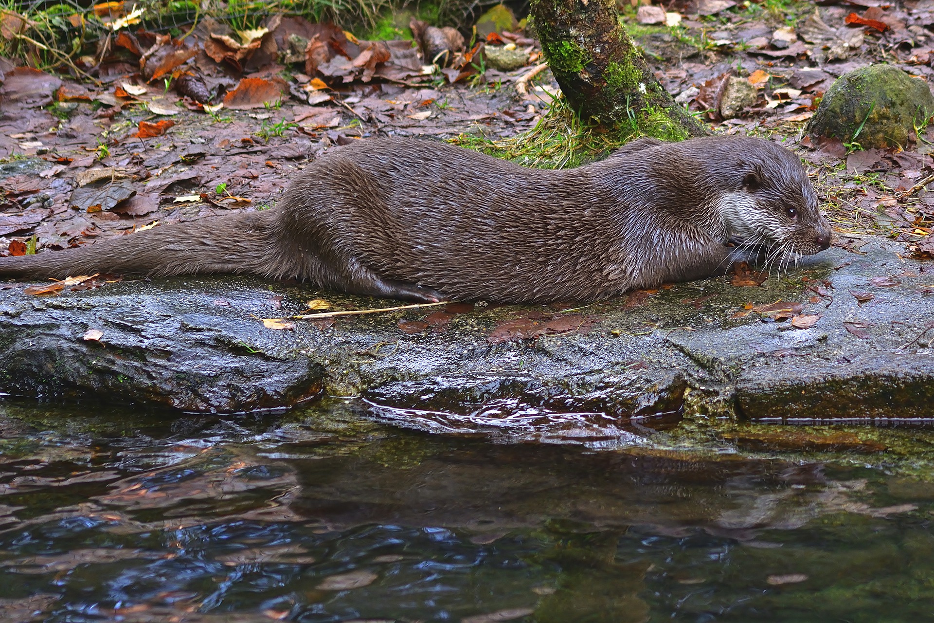 Otter vertilgt Beute am Ufer
