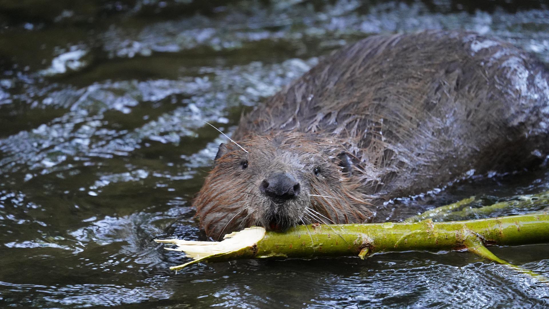 Biber im Wasser