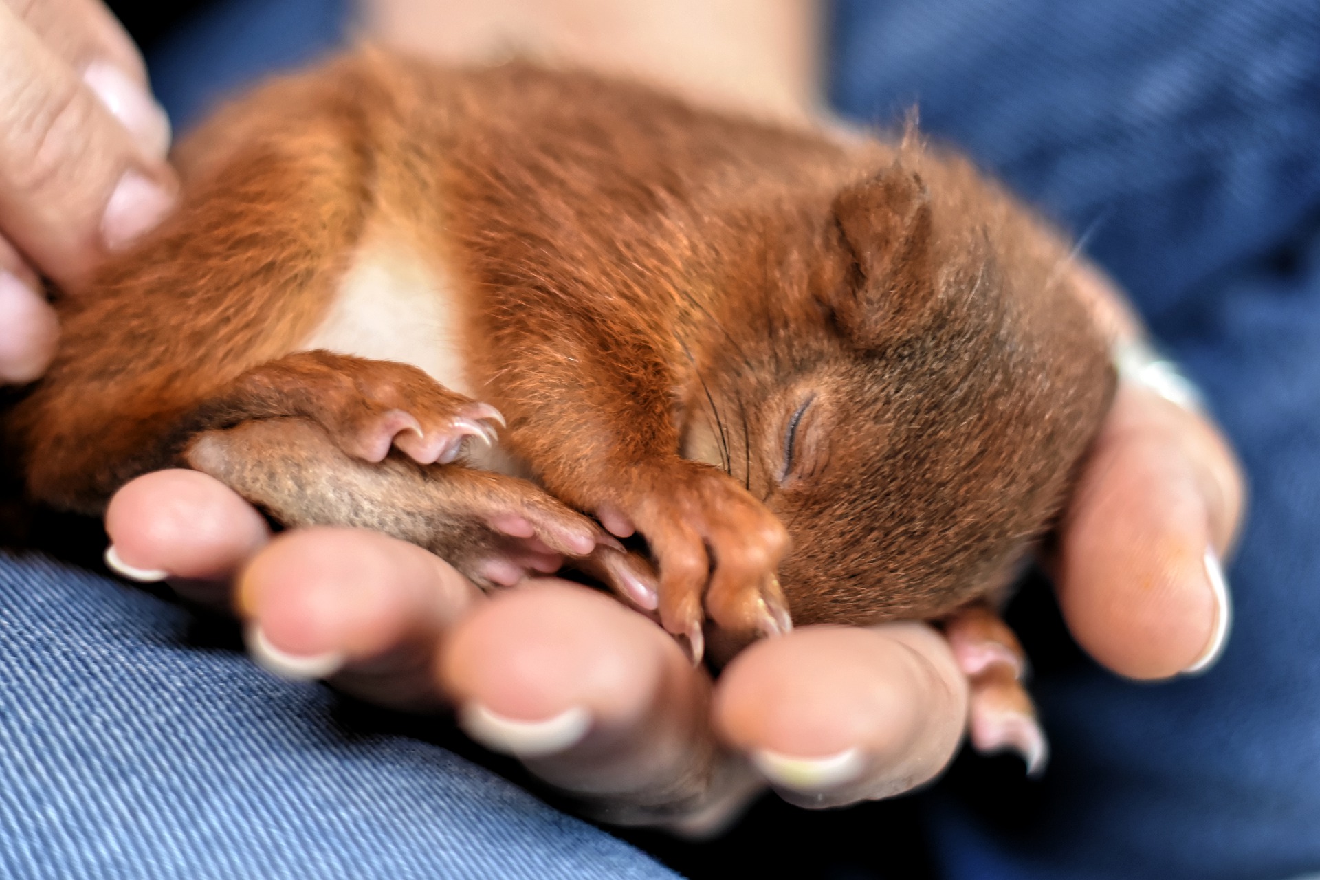 Hilfsbedürftiges Eichhörnchen