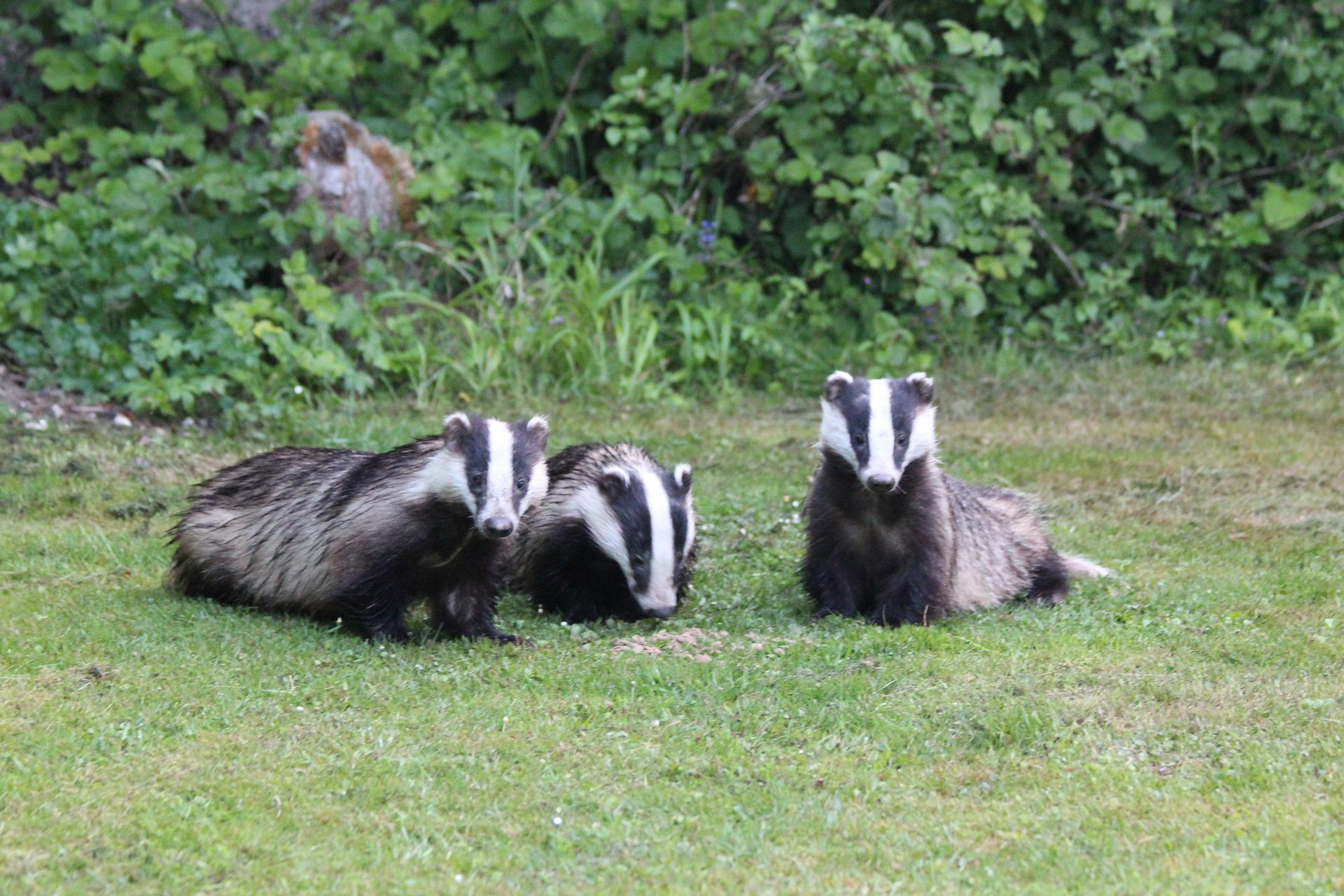 Dachsfamilie auf Wiese