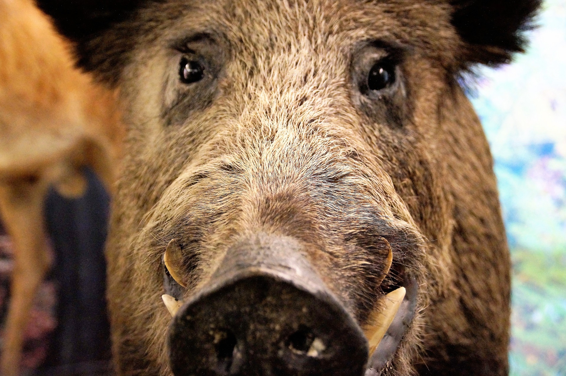 Wildschwein Nahaufnahme