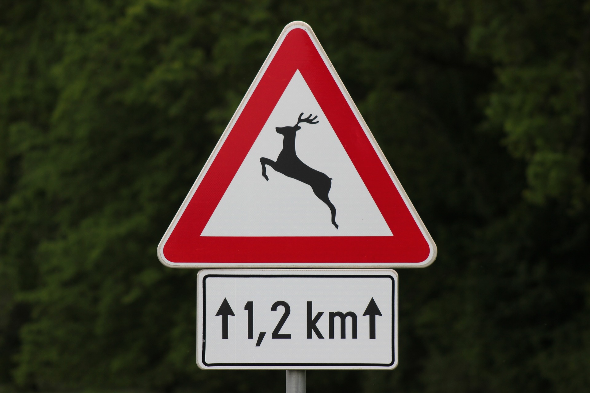 Schild: Achtung Wildwechsel