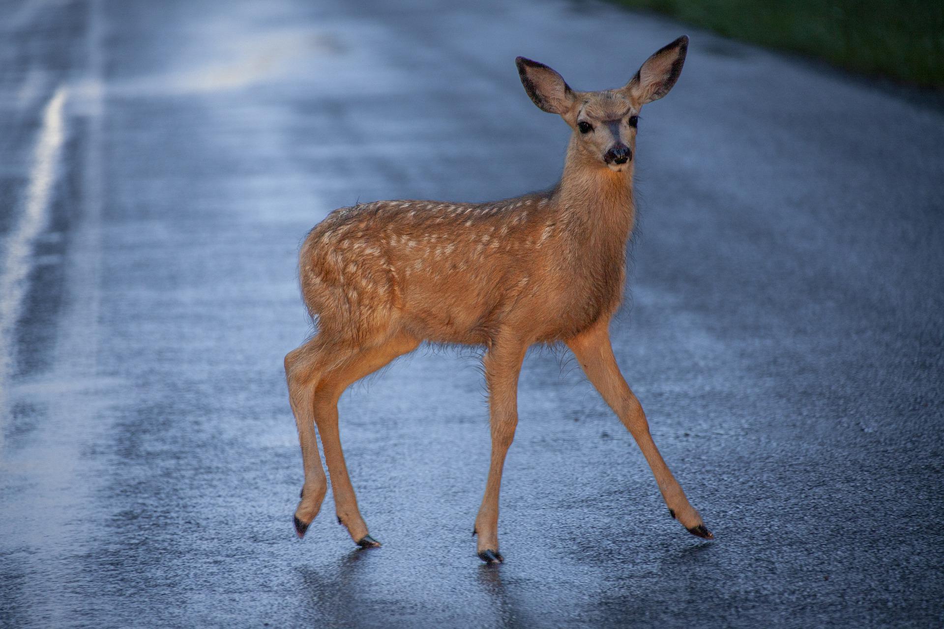 Junger Hirsch auf einer regennassen Straße