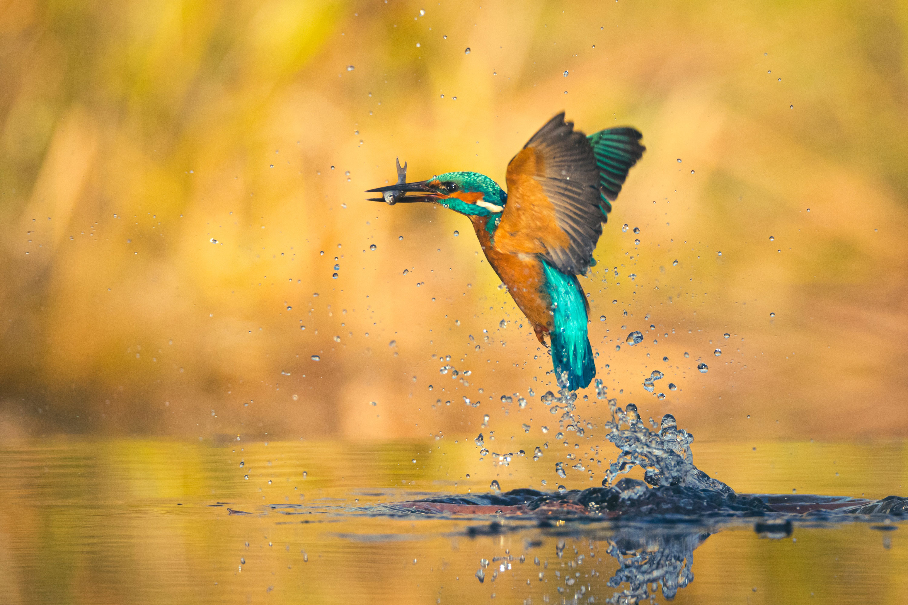 Eisvogel fliegt nahe der Wasseroberfläche und hat einen Fisch im Mund