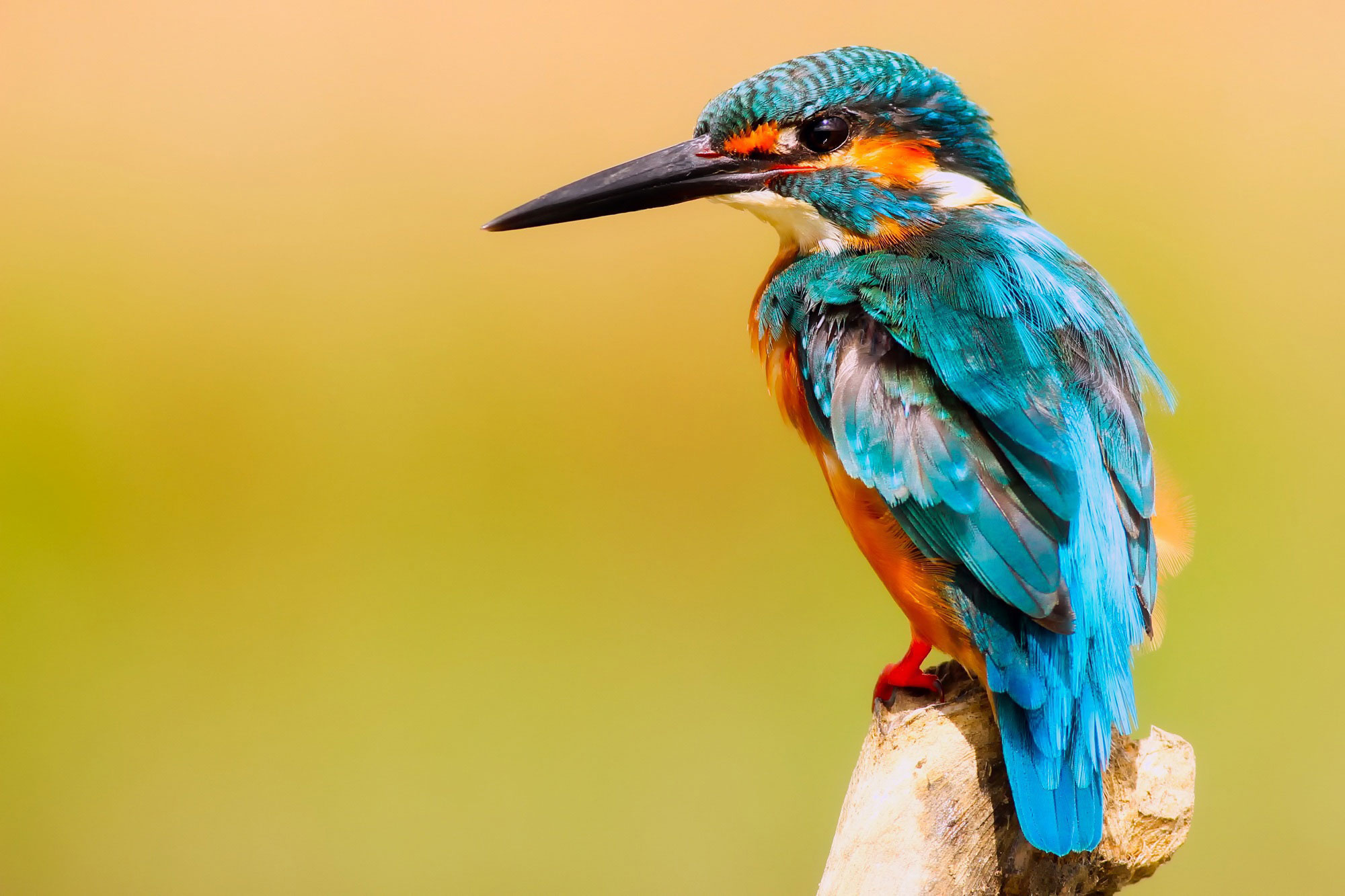 Nahaufnahme eines Eisvogels in strahlendem Blau und Rot