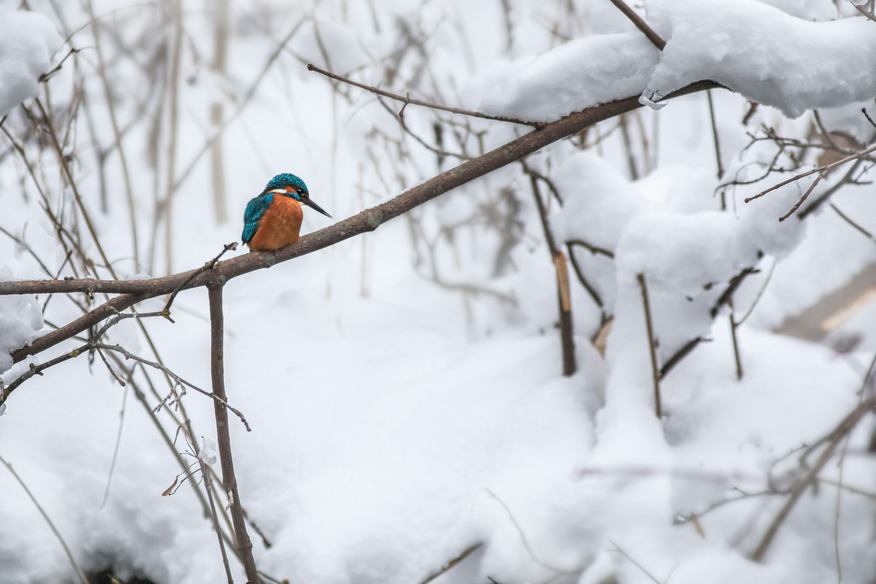Eisvogel sitzt auf Ästen zwischen hohen Schichten von Schnee