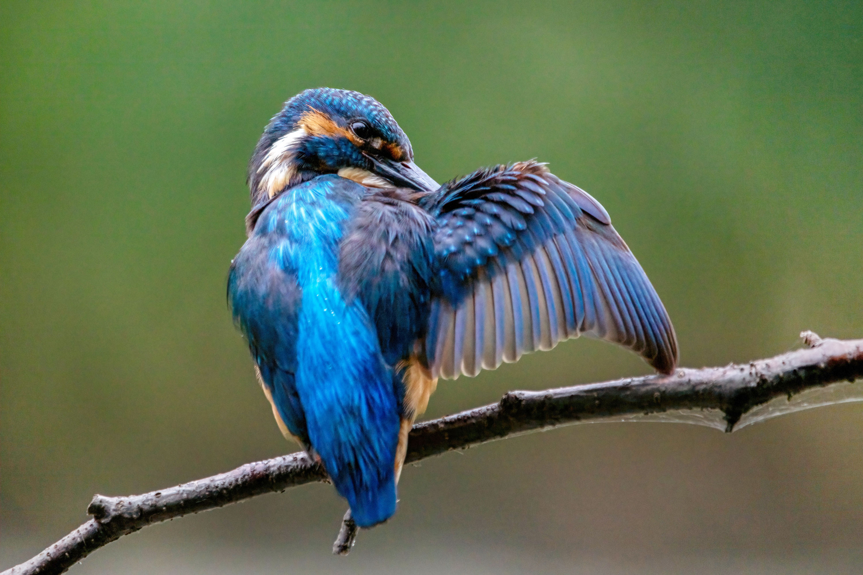 Eisvogel sitzt auf einem Ast und zeigt sein Federkleid