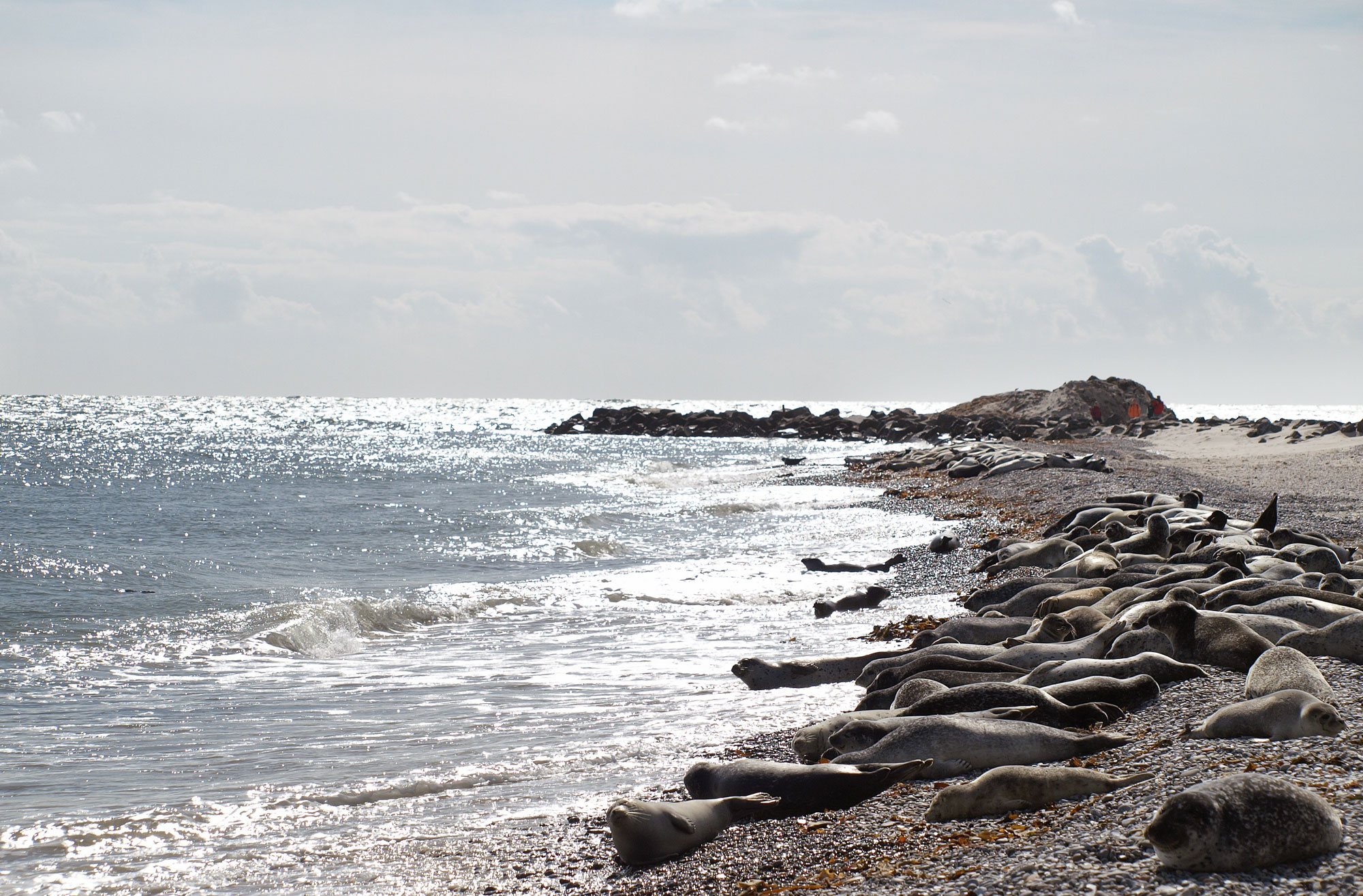 Mehrere Kegelrobben liegen an der Nordsee