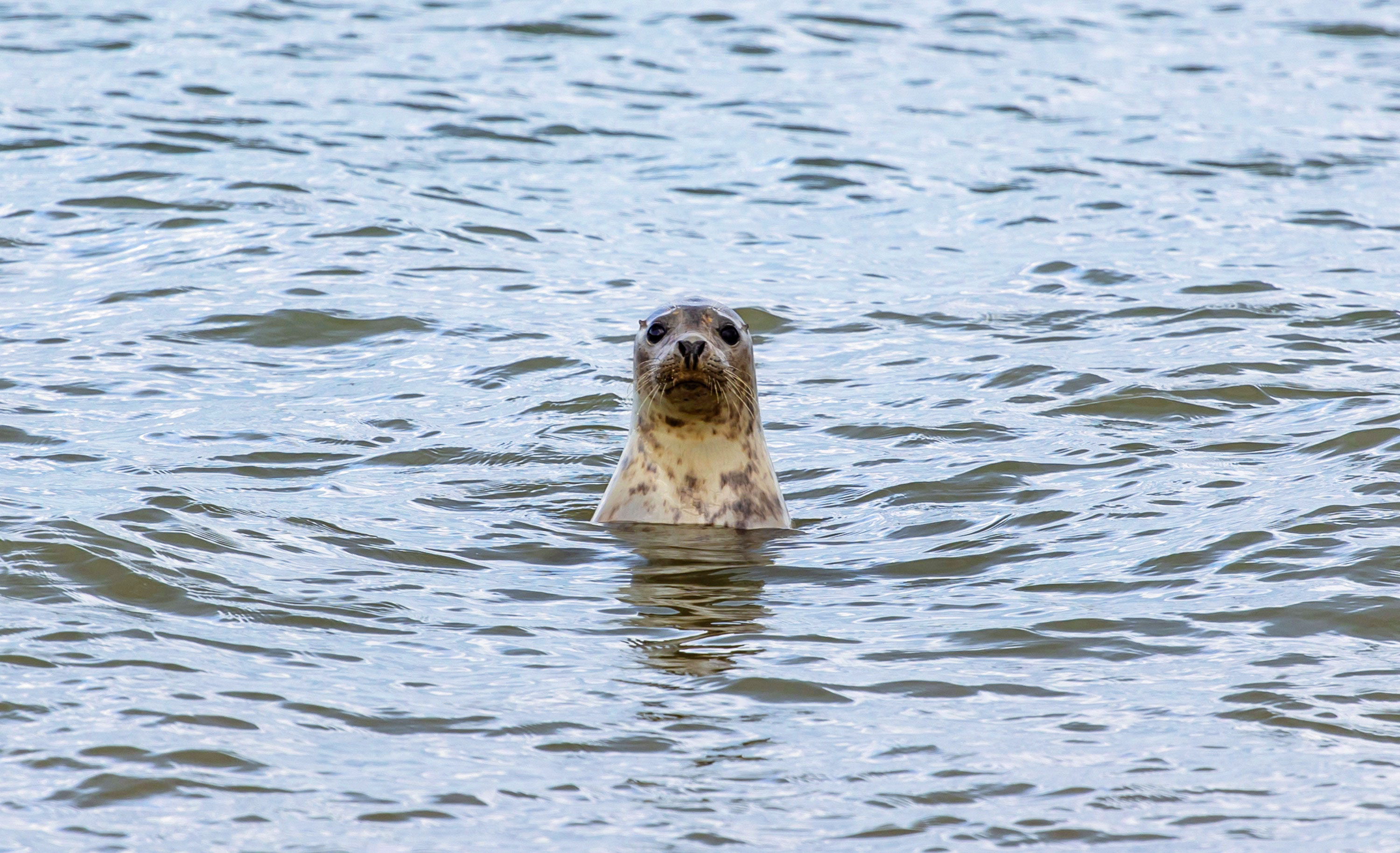 Kegelrobbe im Wasser schaut in die Kamera