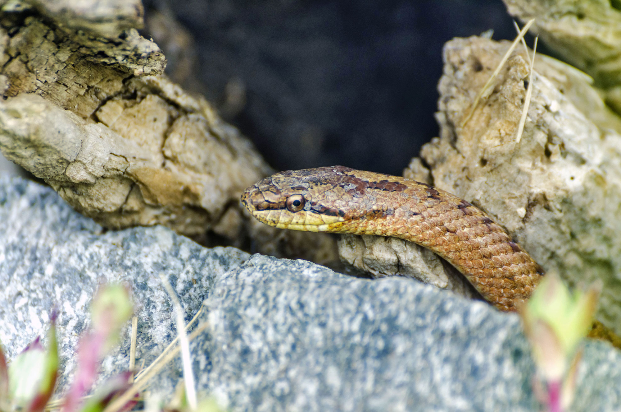 Nahaufnahme einer Schlingnnater zwischen Steinen