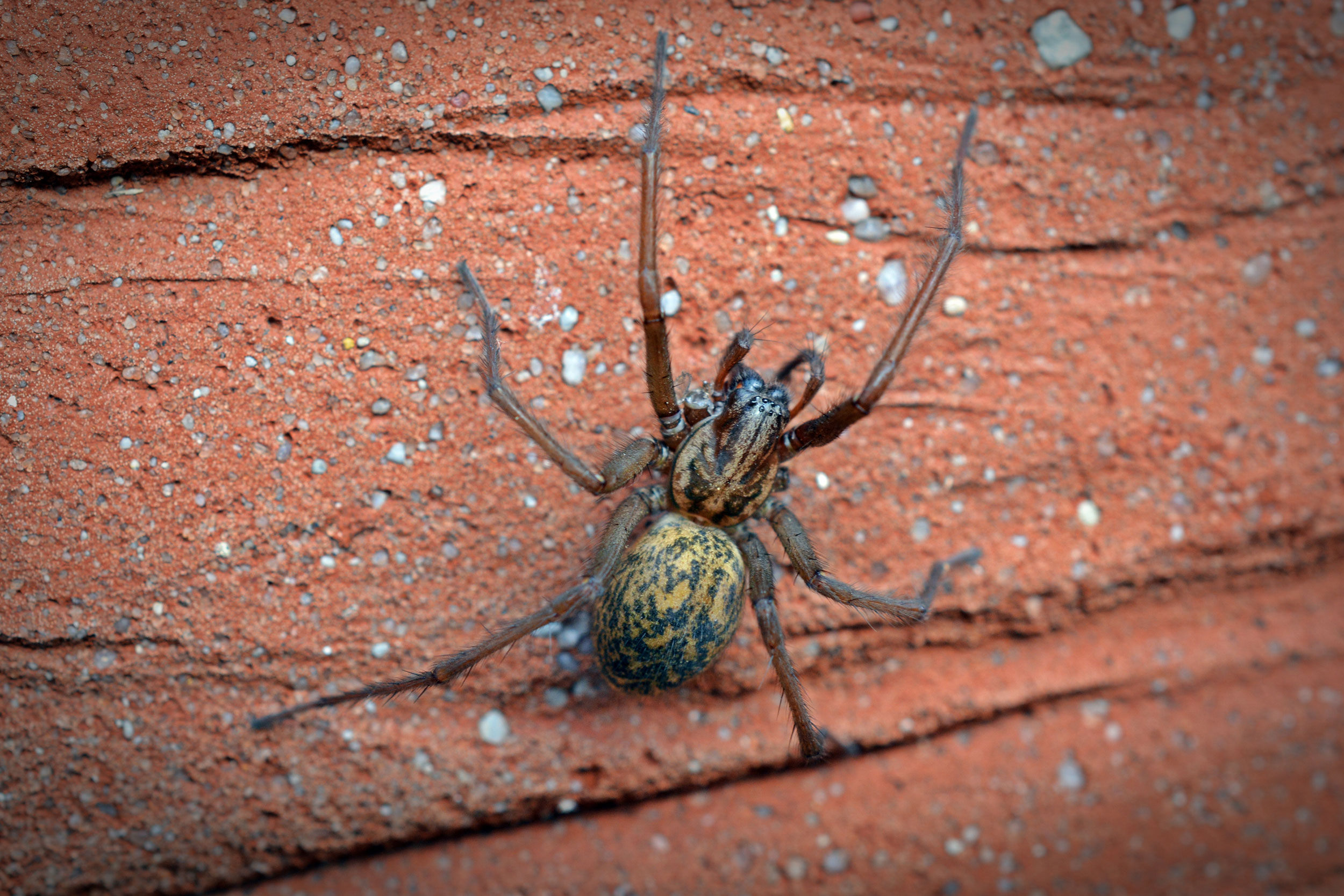 Winkelspinne an der Wand