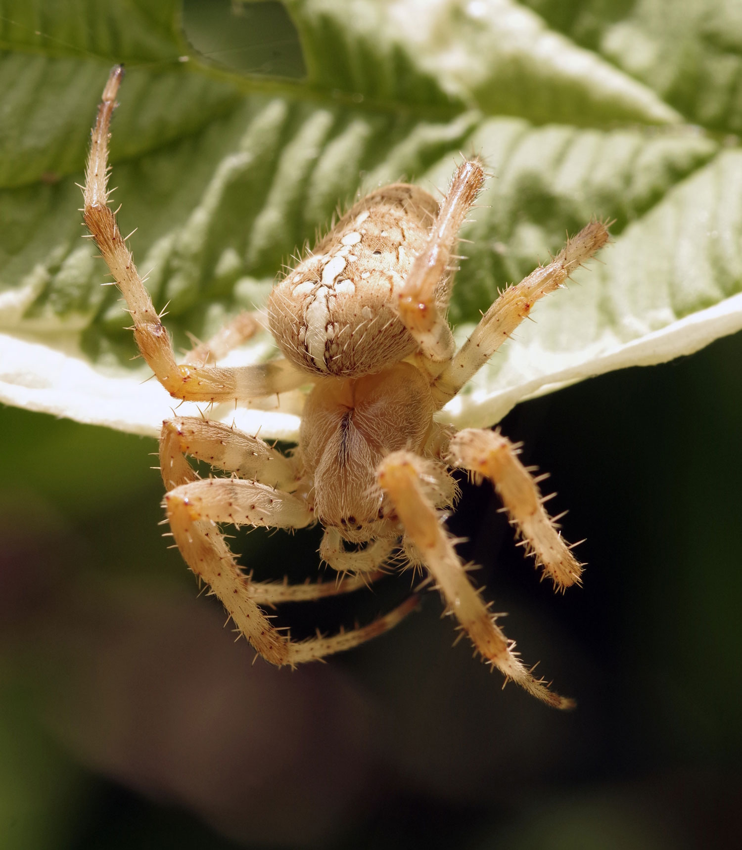 Die Gartenkreuzspinne hängt mit halben Körper von einem Blatt herunter, so erkennt man deutlich ihr Kreuz auf dem Rücken