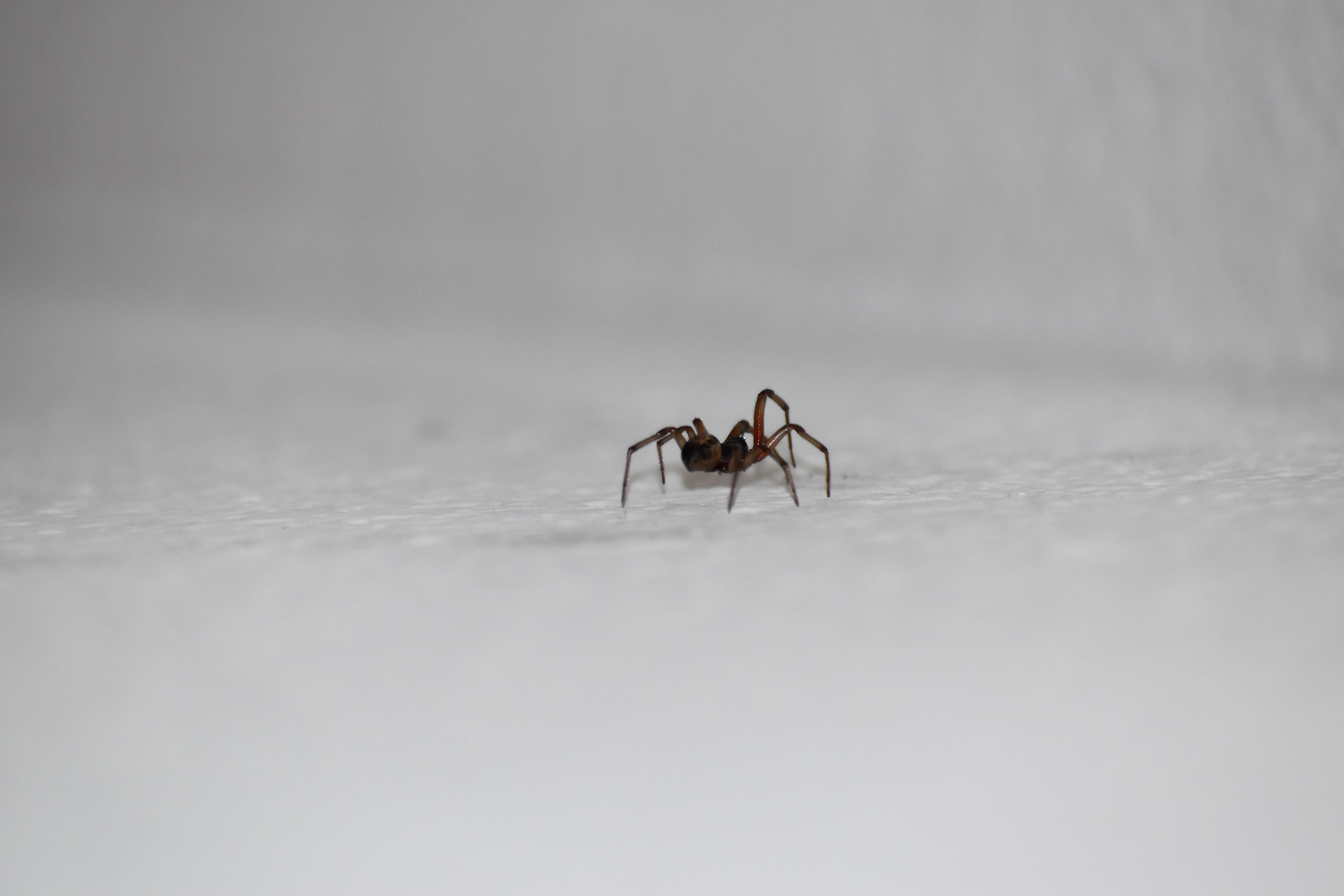 Eine kleine, schwarze Tapezierspinne auf weißem Grund