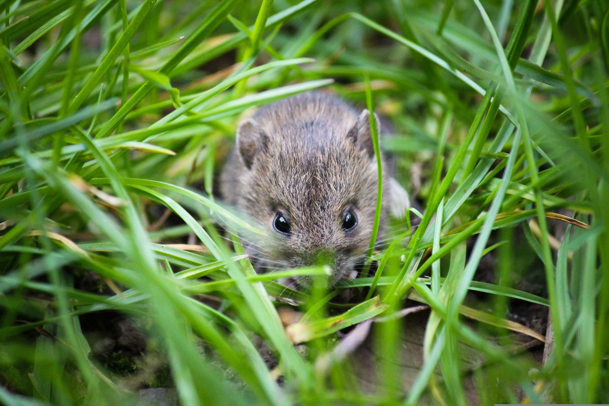 Die Feldmaus mit ihren kleinen Ohren und Augen