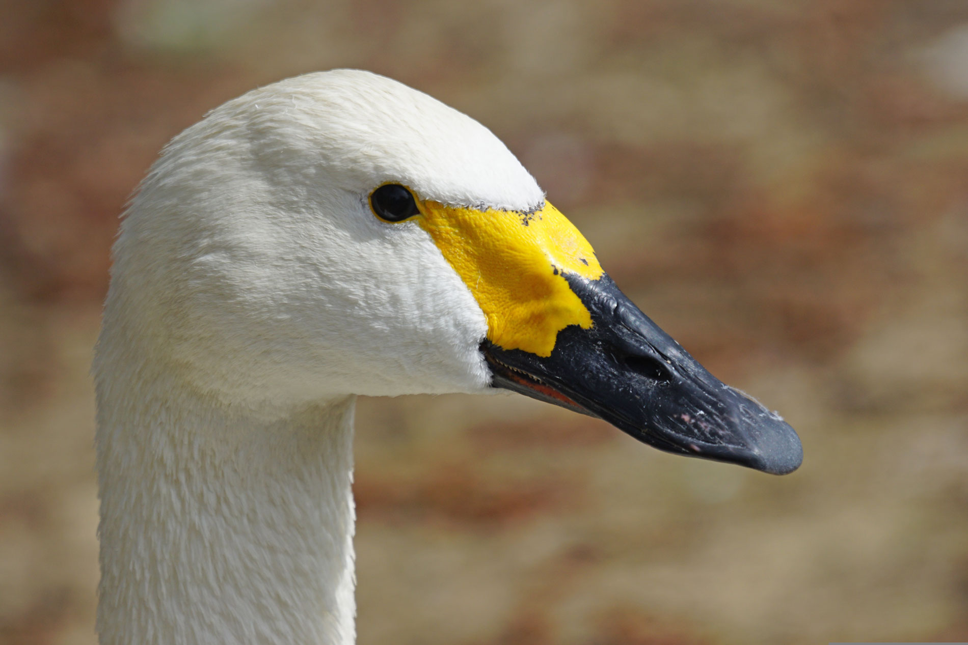 Der Zwergschwan im Portrait