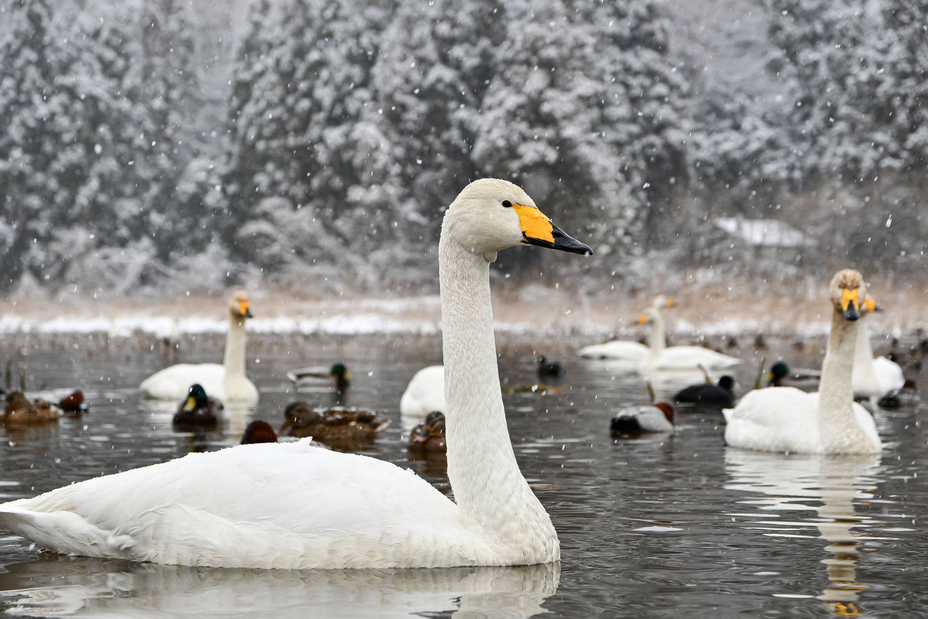 Singschwan im Portrait, dahinter viele weitere Singschwäne auf dem Wasser