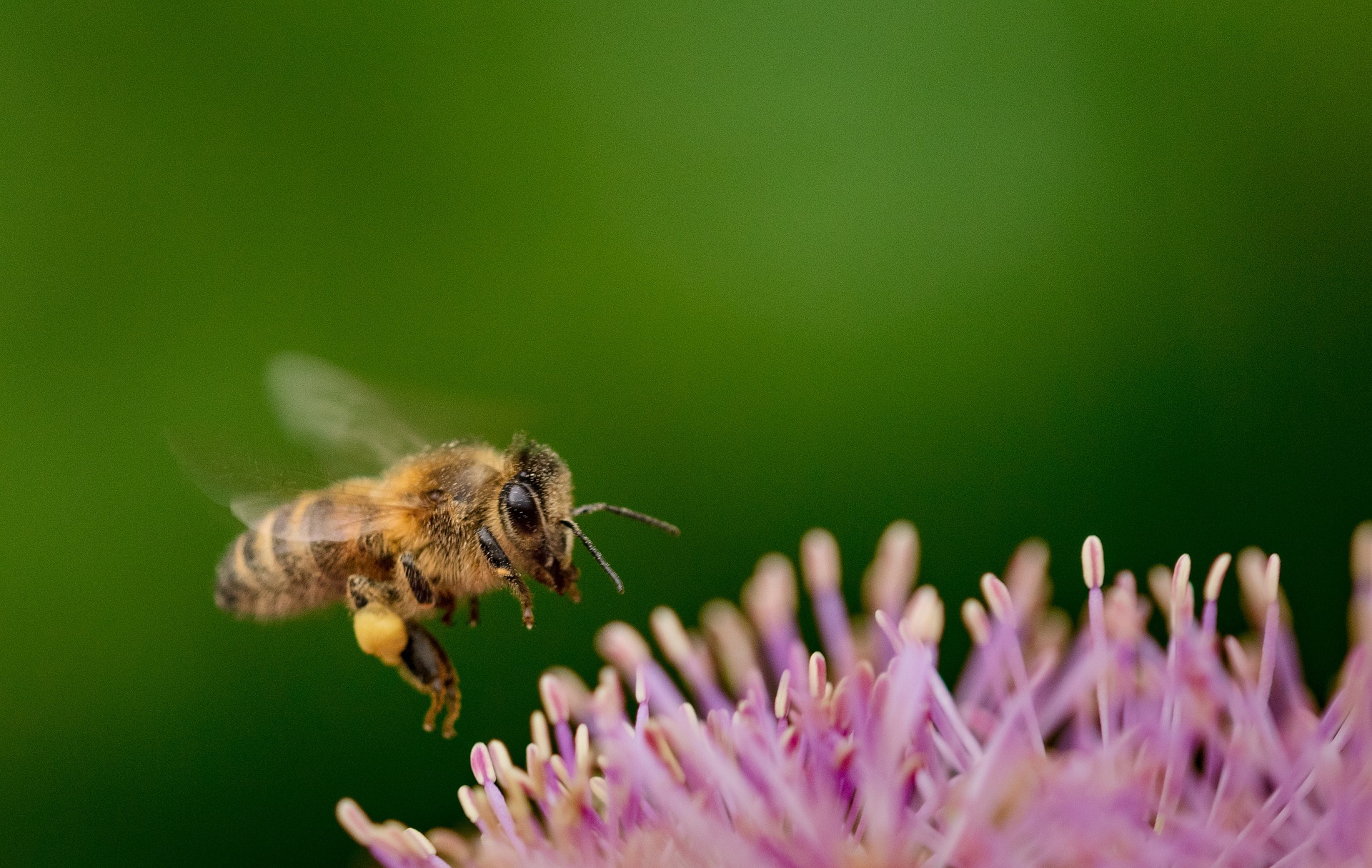 Pixabay 6326653 MyPixels uk Hummel im Flug TFW WEB 2024 06 klein