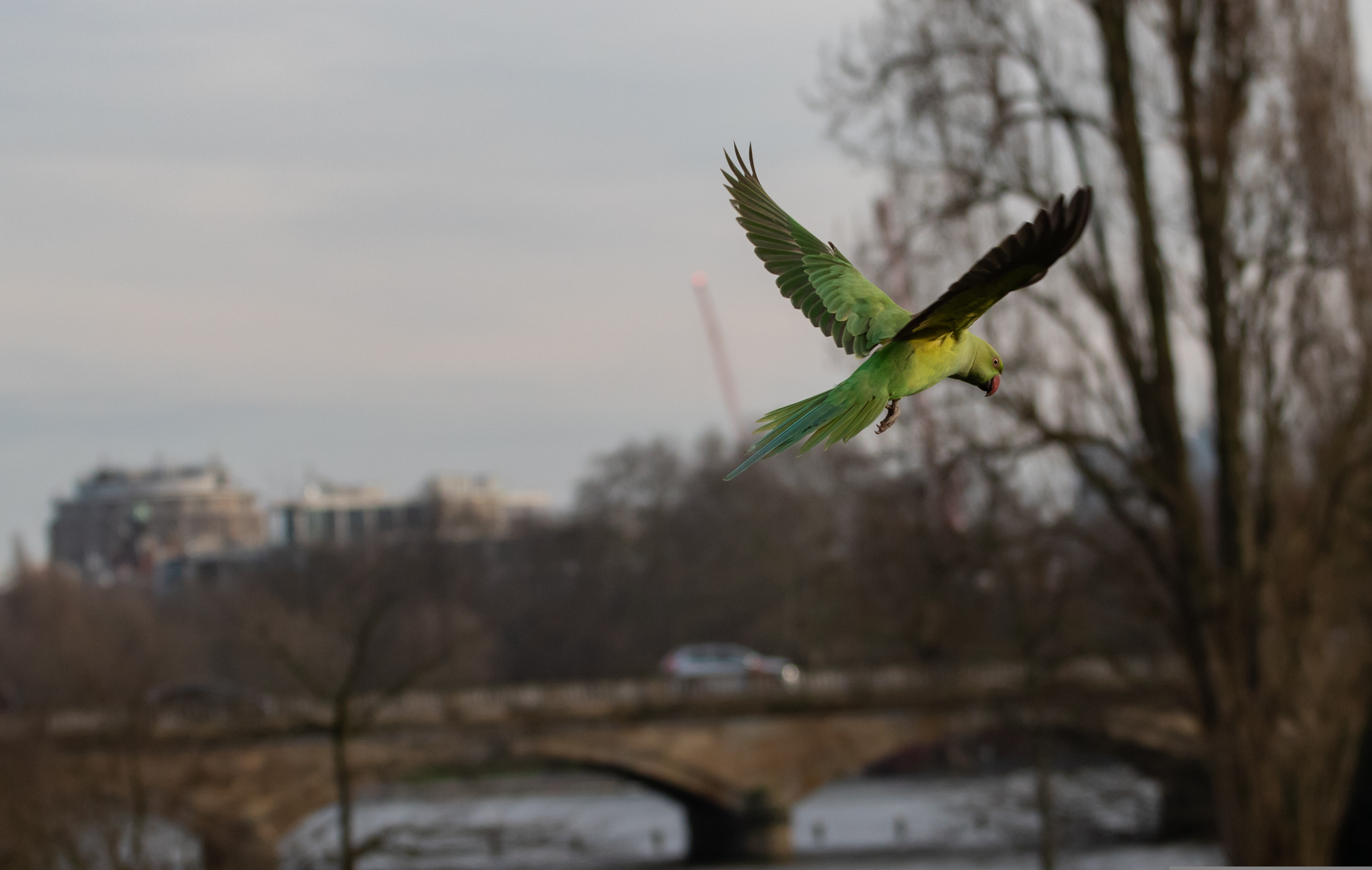 Halsbandsittich im Flug über Stadt