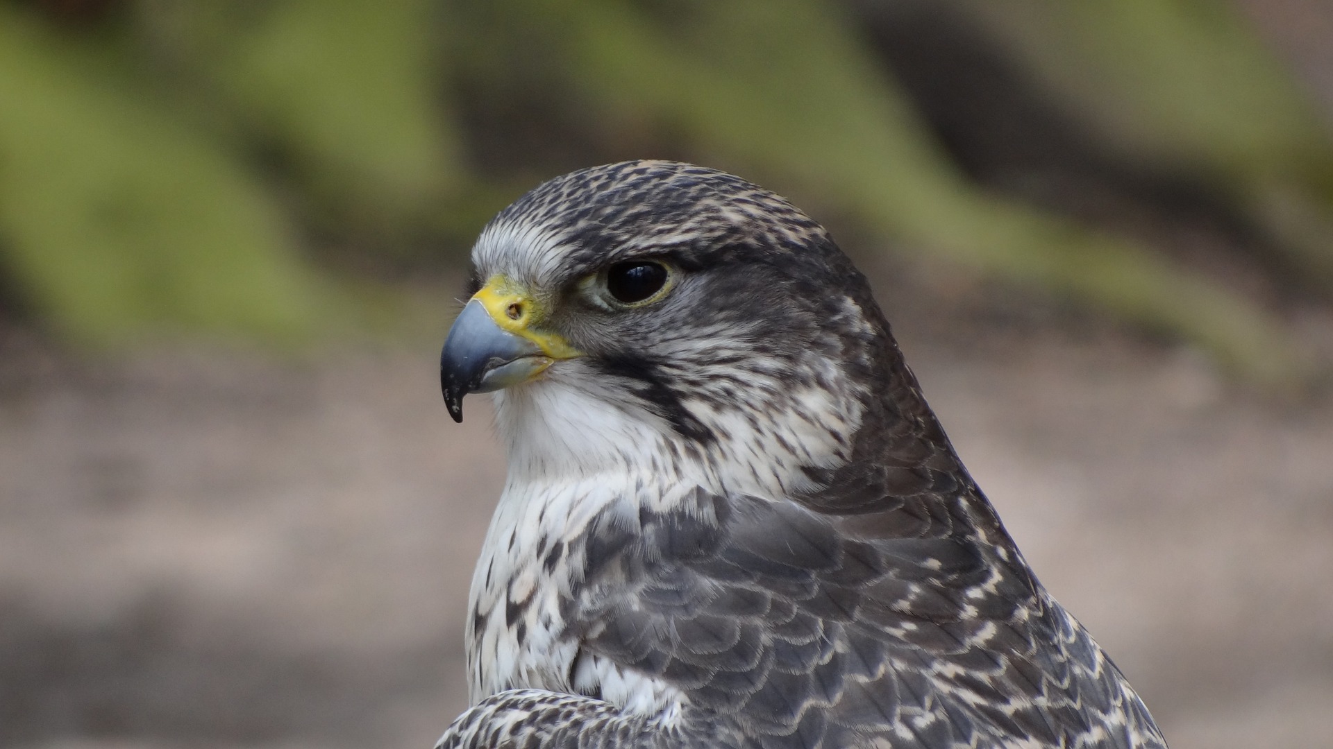 Mäusebussard Kopf 