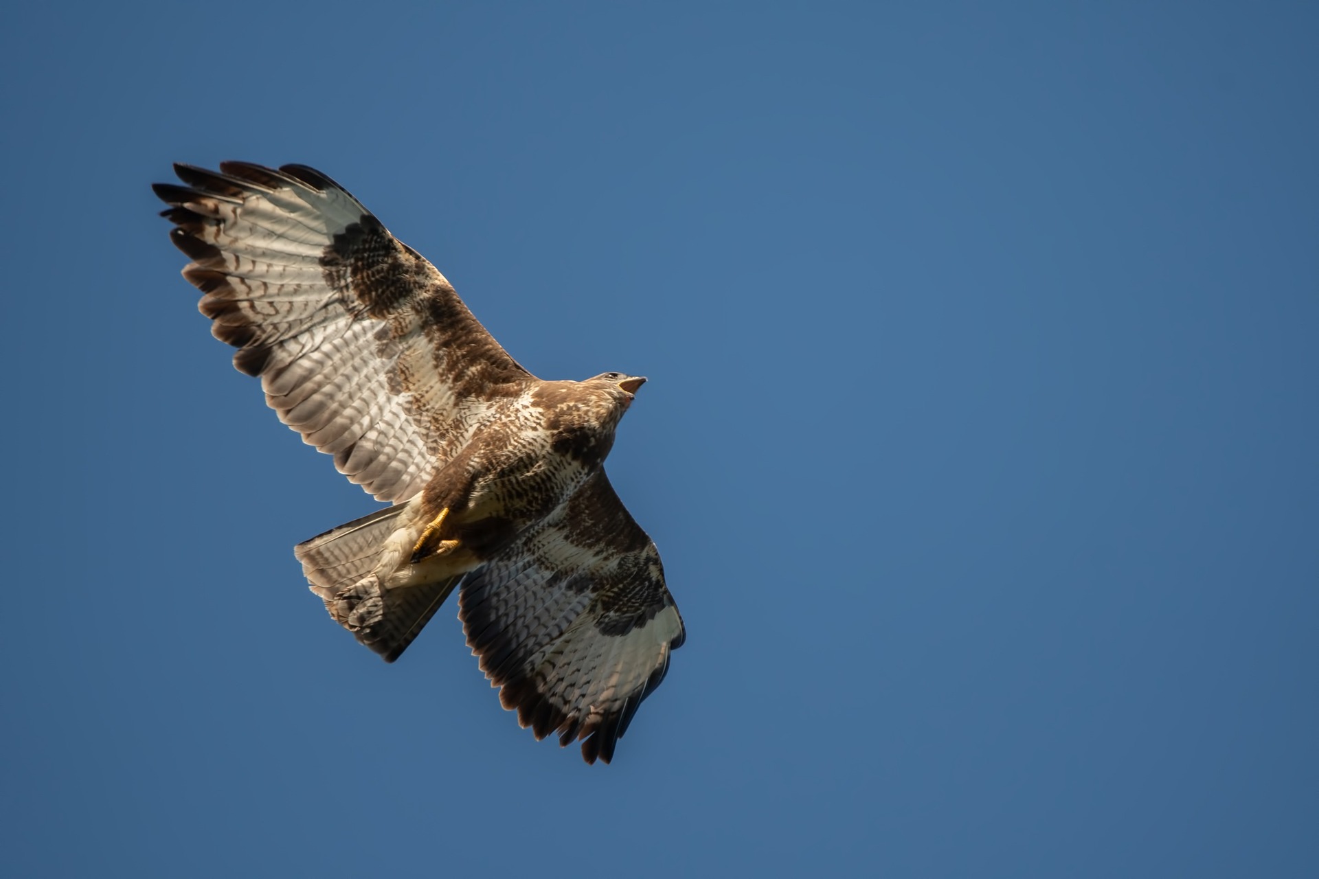 Mäusebussard im Flug