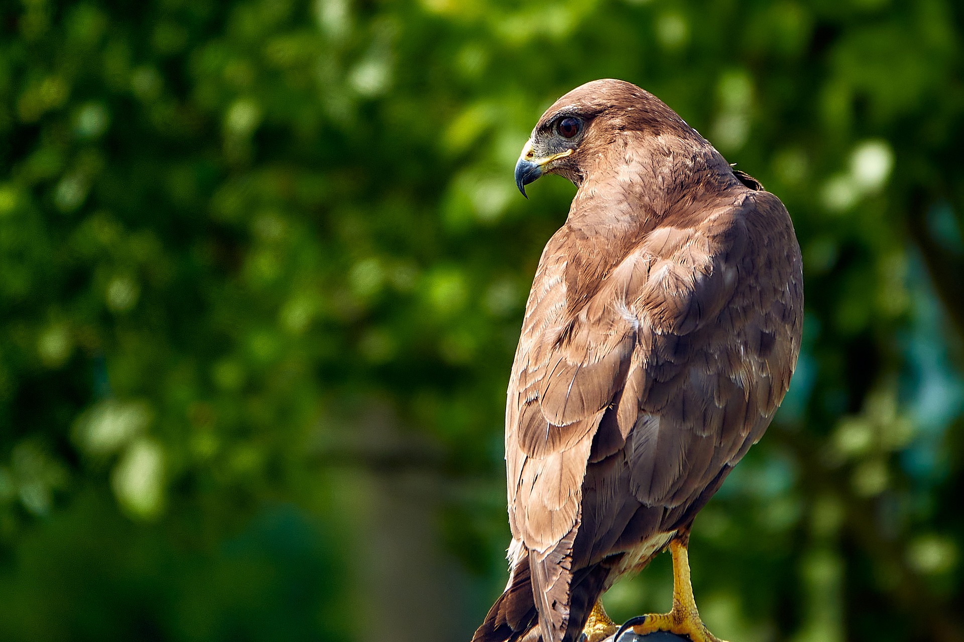 Mäusebussard auf Pfahl 