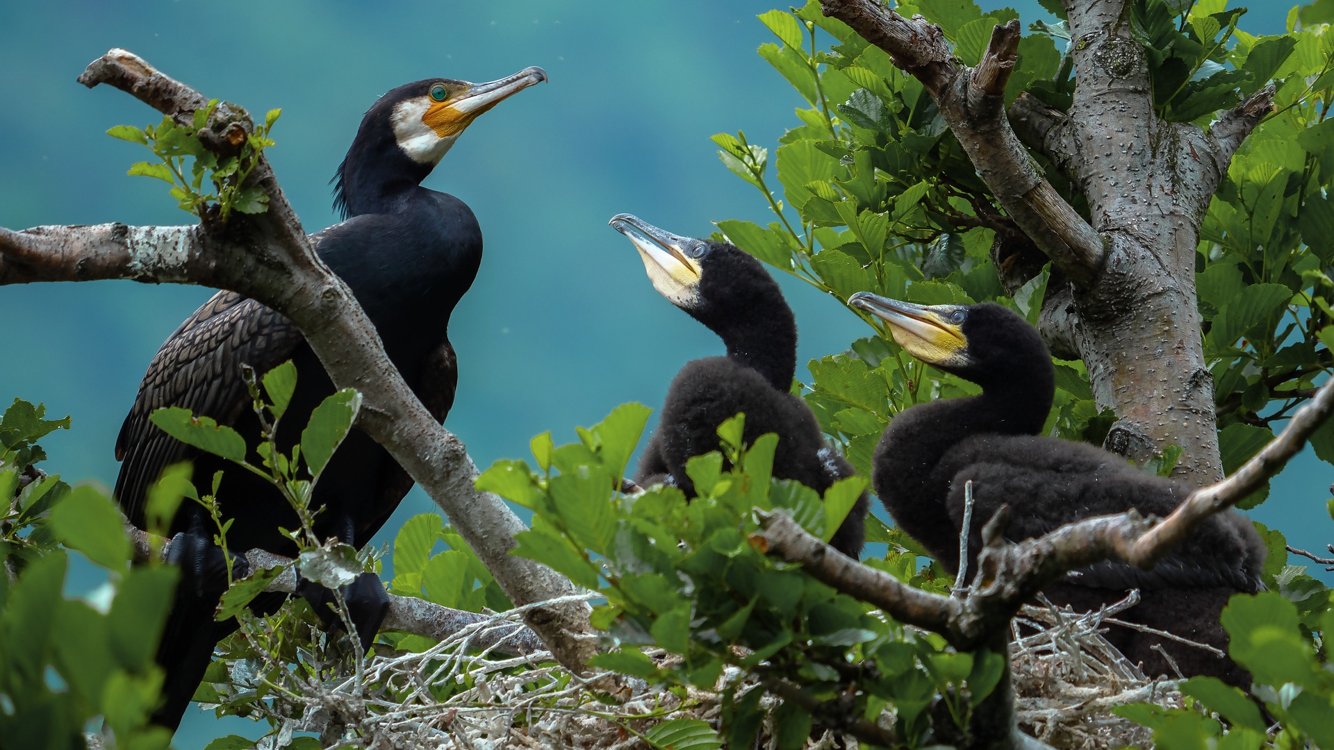 Kormoran Junge 